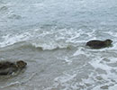 Seal Release - 4th July 2014