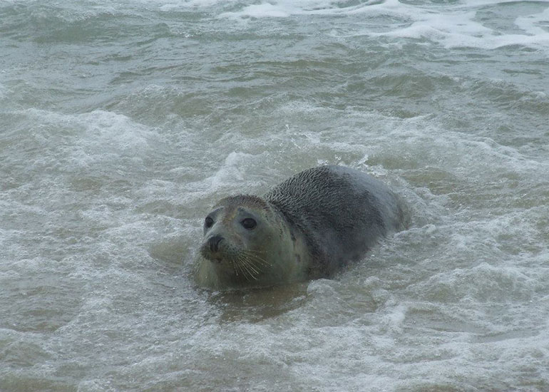 Seal Release - 4th July 2014