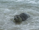Seal Release - 4th July 2014