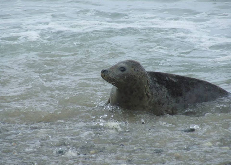 Seal Release - 4th July 2014