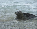 Seal Release - 4th July 2014
