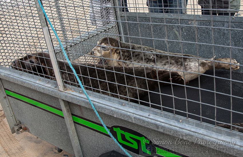 Seal Release - 6th May 2014