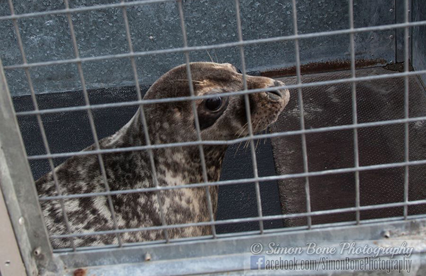 Seal Release - 6th May 2014