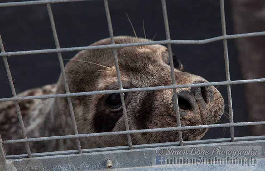 Seal Release - 6th May 2014
