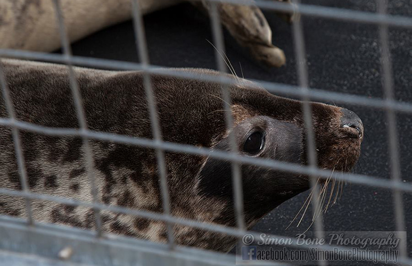 Seal Release - 6th May 2014