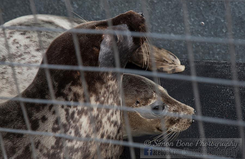 Seal Release - 6th May 2014