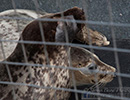 Seal Release - 6th May 2014