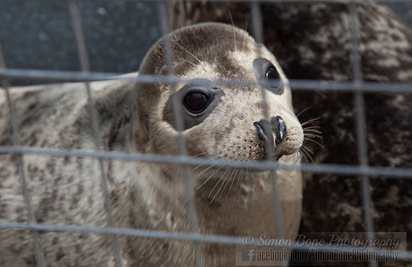 Seal Release - 6th May 2014