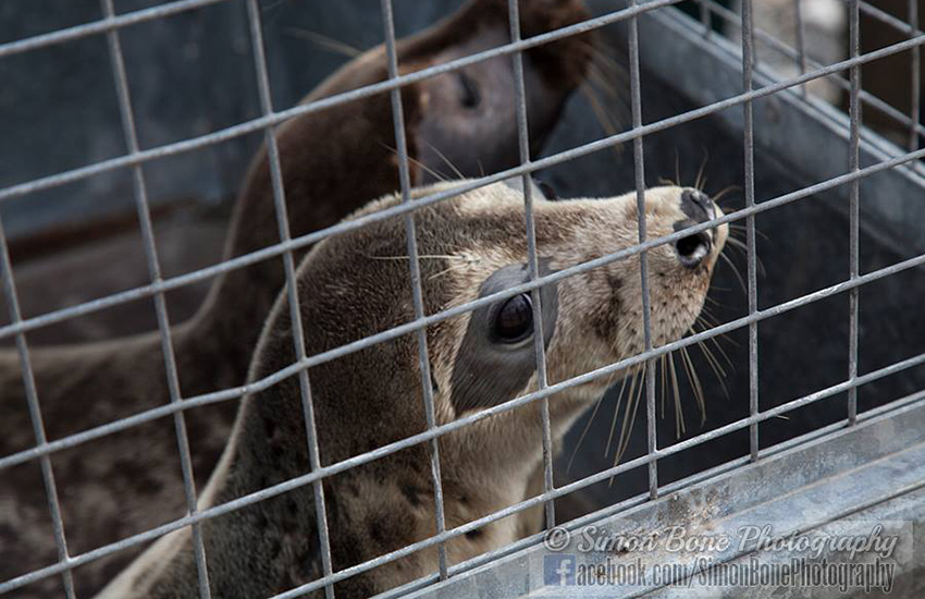 Seal Release - 6th May 2014