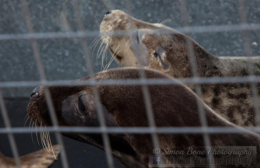 Seal Release - 6th May 2014