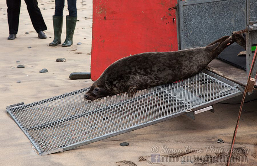 Seal Release - 6th May 2014