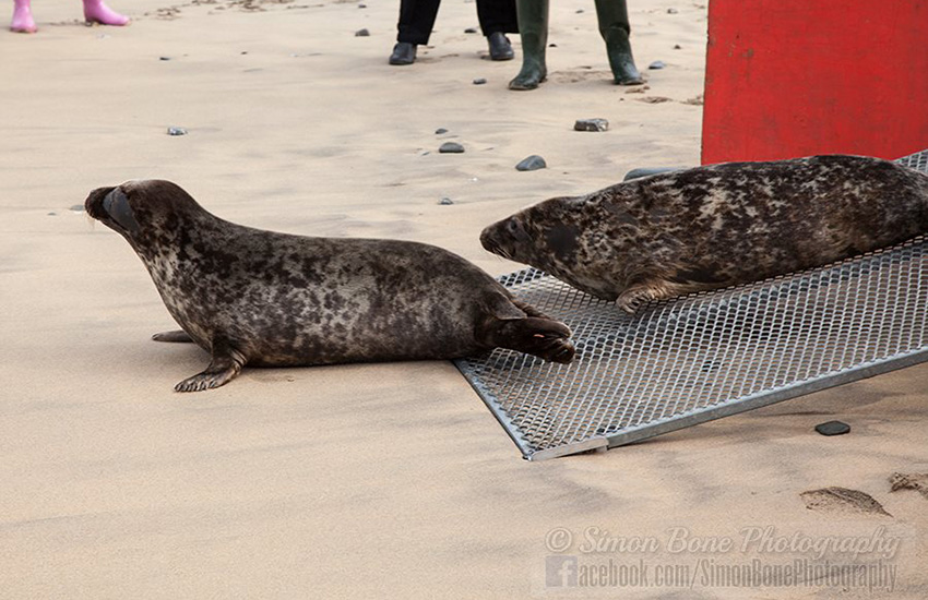 Seal Release - 6th May 2014