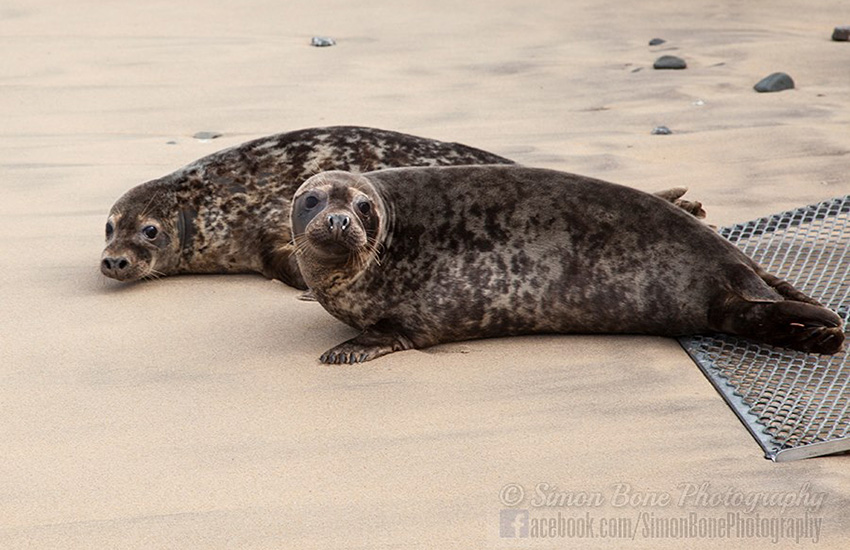 Seal Release - 6th May 2014