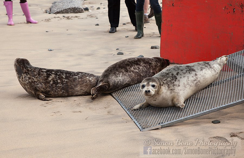 Seal Release - 6th May 2014