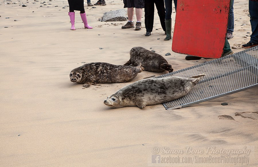 Seal Release - 6th May 2014