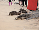 Seal Release - 6th May 2014