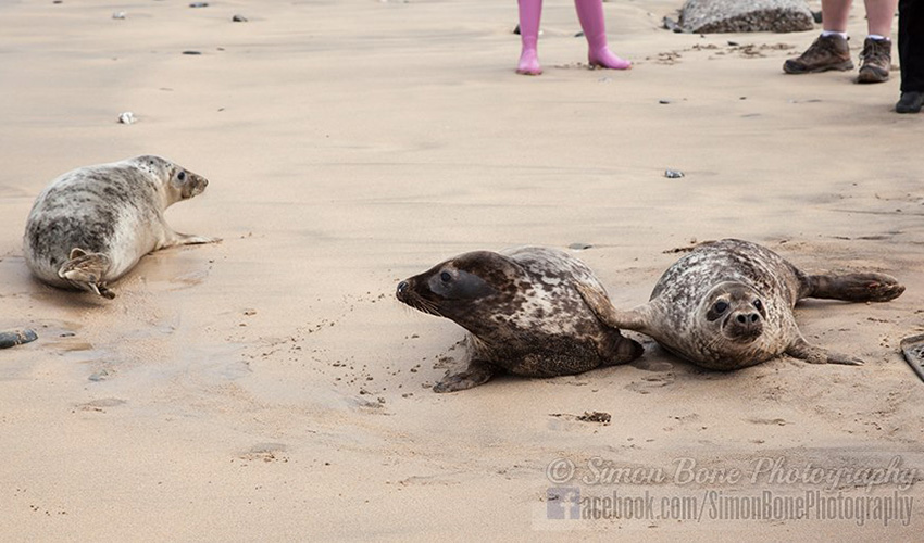 Seal Release - 6th May 2014