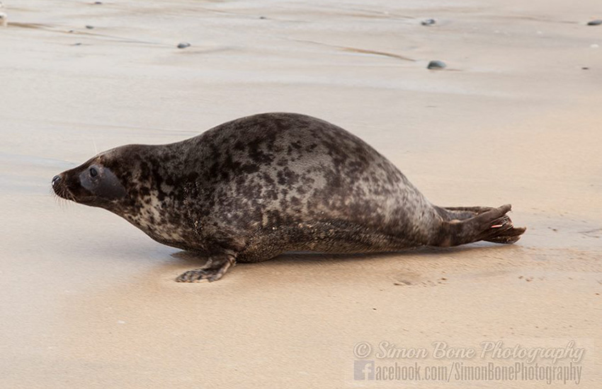 Seal Release - 6th May 2014