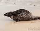 Seal Release - 6th May 2014
