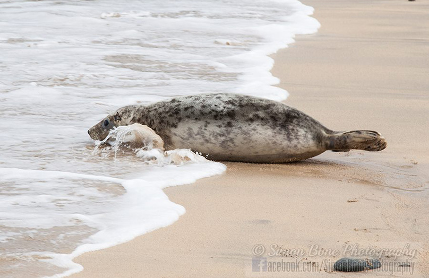 Seal Release - 6th May 2014