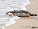 Seal Release - 6th May 2014