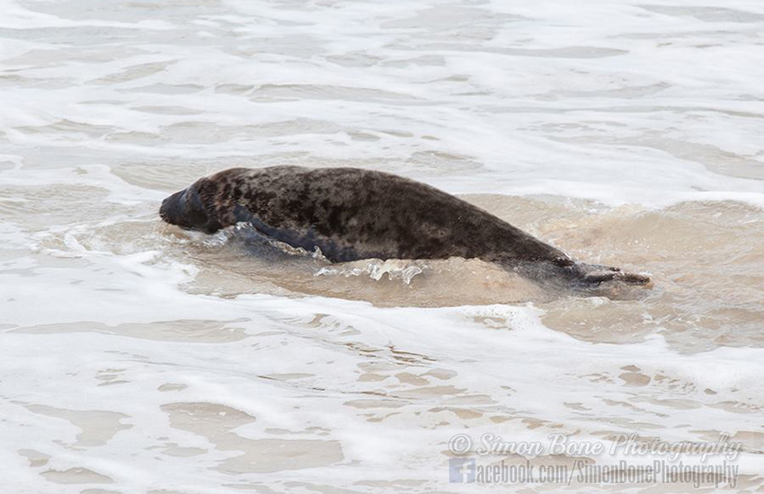 Seal Release - 6th May 2014