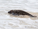 Seal Release - 6th May 2014
