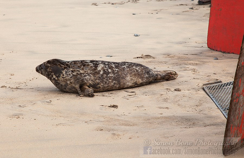 Seal Release - 6th May 2014