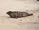Seal Release - 6th May 2014