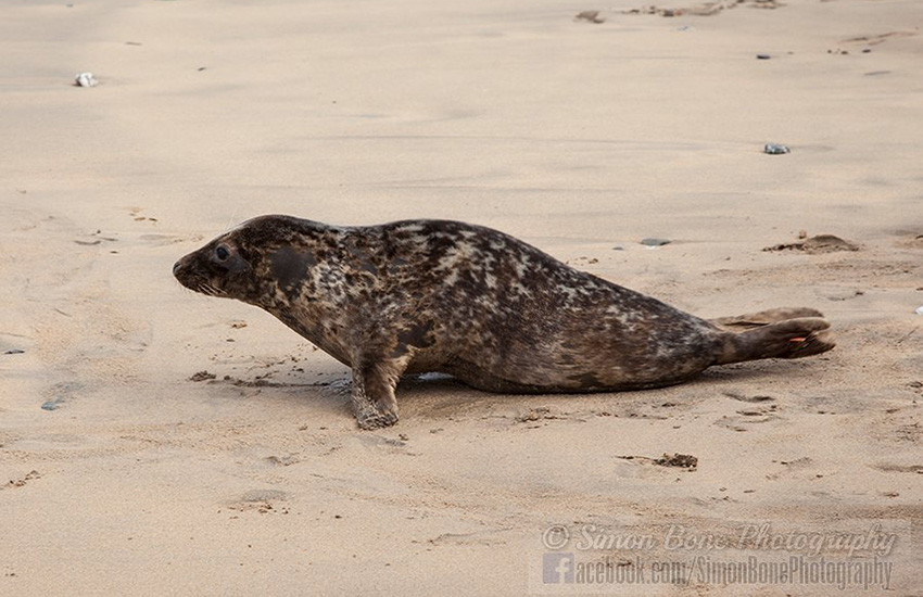 Seal Release - 6th May 2014