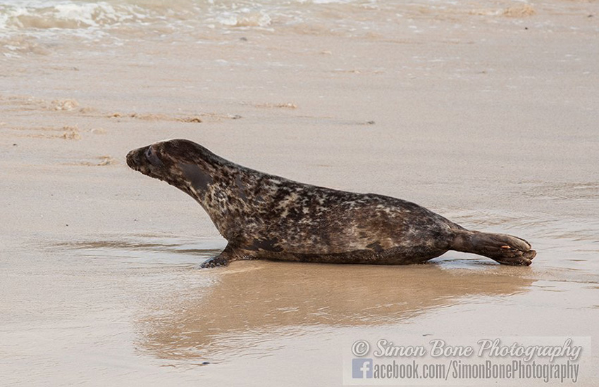 Seal Release - 6th May 2014