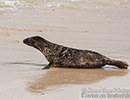 Seal Release - 6th May 2014