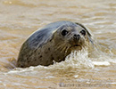Seal Release - 6th May 2014