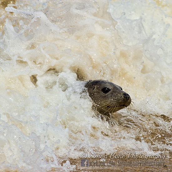 Seal Release - 6th May 2014