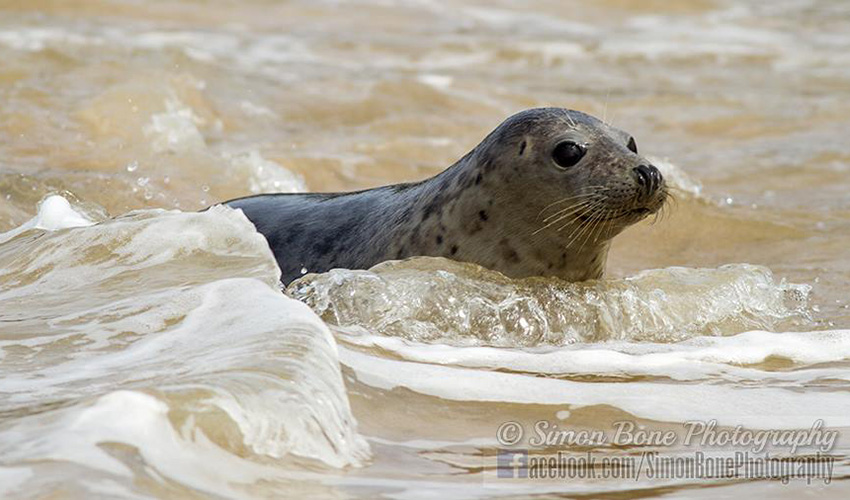 Seal Release - 6th May 2014