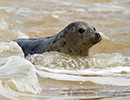 Seal Release - 6th May 2014