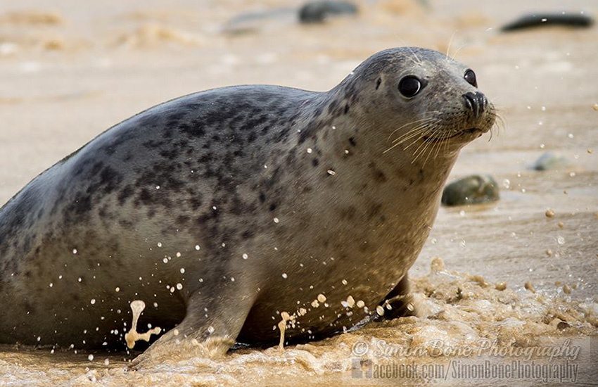 Seal Release - 6th May 2014