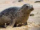 Seal Release - 6th May 2014