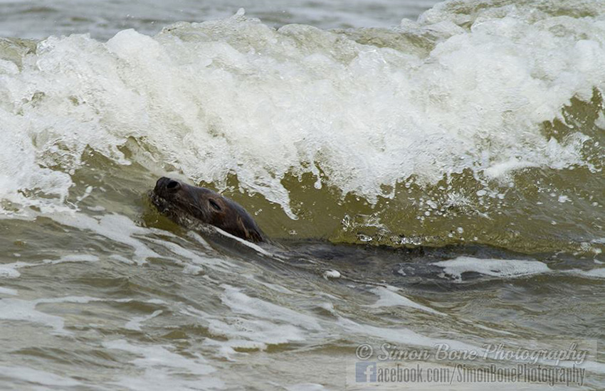 Seal Release - 6th May 2014