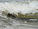 Seal Release - 6th May 2014