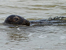 Seal Release - 6th May 2014
