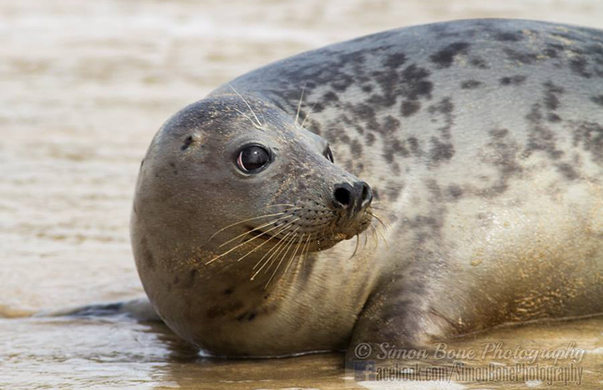 Seal Release - 6th May 2014