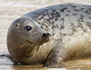 Seal Release - 6th May 2014