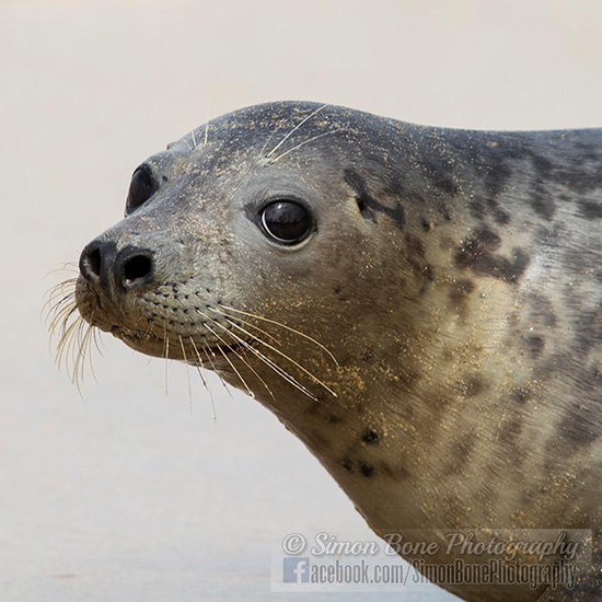 Seal Release - 6th May 2014