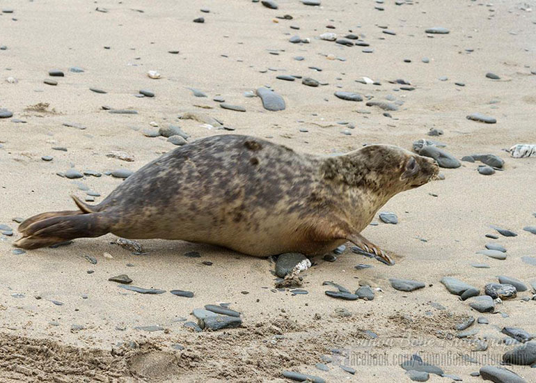 Seal Release - 10th May 2016 - Photo by Simon Bone