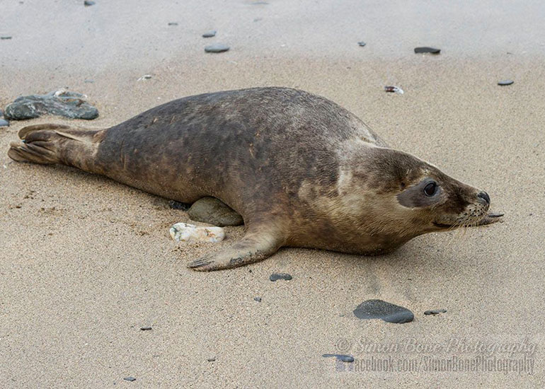 Seal Release - 10th May 2016 - Photo by Simon Bone