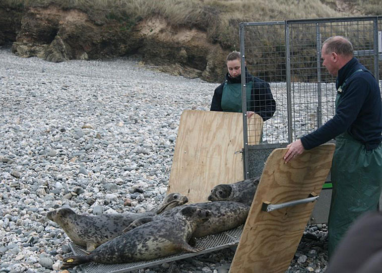 Seal Release - 12th February 2015