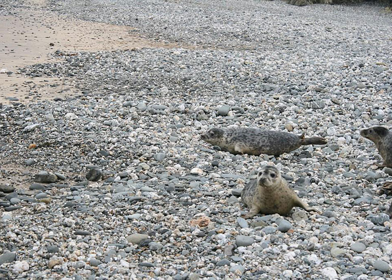 Seal Release - 12th February 2015