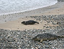 Seal Release - 12th February 2015