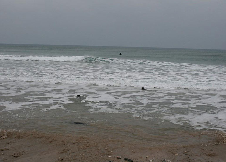 Seal Release - 12th February 2015